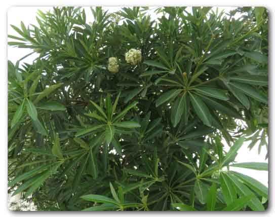  West Bengal State flower, Chatim tree, Alstonia scholaris